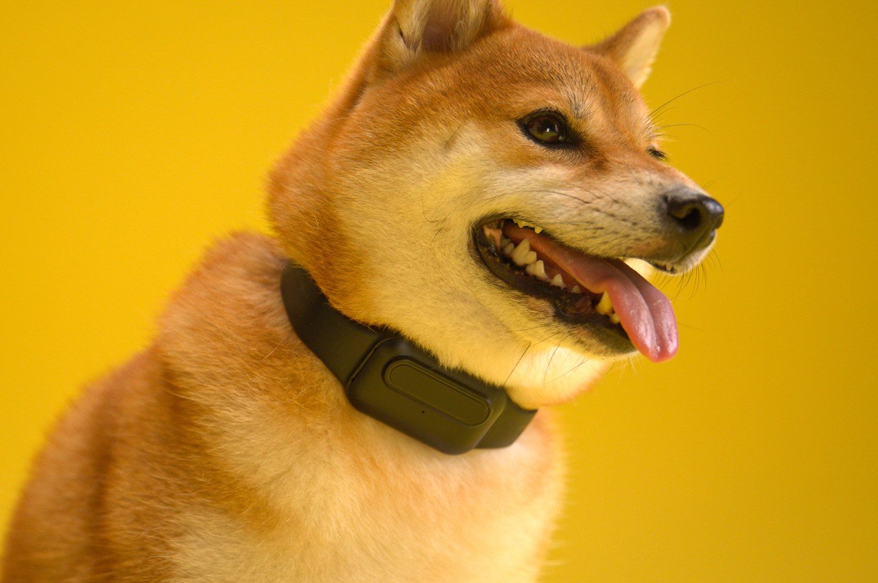 This AI-powered Dog Bark Collar Safely Trains Your Furry Friend To Bark Only When Necessary